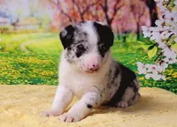 James, a male Border Collie for sale in Avilla, IN – Photo 8 of 9