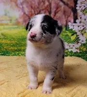 James, a male Border Collie for sale in Avilla, IN – Photo 9 of 9