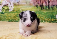 James, a male Border Collie for sale in Avilla, IN – Photo 7 of 9