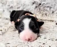 Sylvie, a female Border Collie for sale in Avilla, IN – Photo 2 of 10