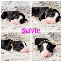 Sylvie, a female Border Collie for sale in Avilla, IN – Photo 1 of 10