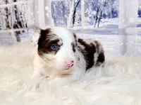 Snowball, a female Border Collie for sale in Avilla, IN – Photo 9 of 10