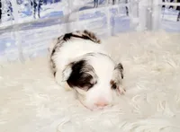 Snowball, a female Border Collie for sale in Avilla, IN – Photo 6 of 10