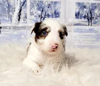 Snowball, a female Border Collie for sale in Avilla, IN – Photo 8 of 10