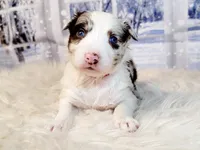 Snowball, a female Border Collie for sale in Avilla, IN – Photo 4 of 10