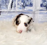 Snowball, a female Border Collie for sale in Avilla, IN – Photo 3 of 10