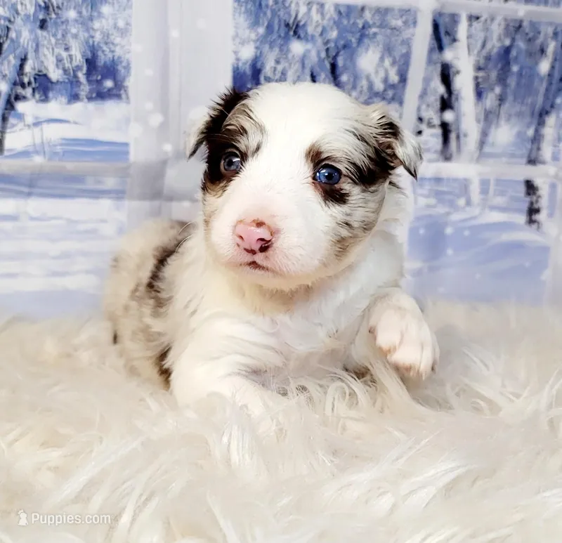 Snowball, a female Border Collie for sale in Avilla, IN – Photo 1 of 10