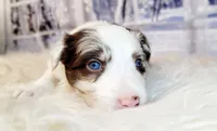 Snowball, a female Border Collie for sale in Avilla, IN – Photo 10 of 10
