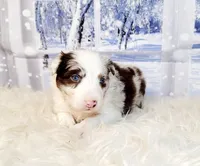 Snowball, a female Border Collie for sale in Avilla, IN – Photo 2 of 10