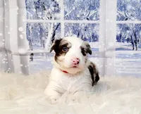 Snowball, a female Border Collie for sale in Avilla, IN – Photo 5 of 10