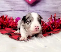 Newt, a male Border Collie for sale in Avilla, IN – Photo 7 of 8