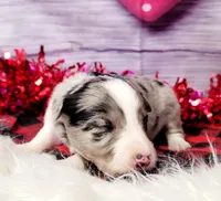 Newt, a male Border Collie for sale in Avilla, IN – Photo 5 of 8