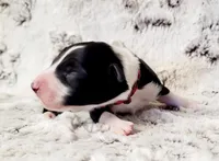 Balto, a male Border Collie for sale in Avilla, IN – Photo 6 of 10