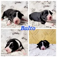 Balto, a male Border Collie for sale in Avilla, IN – Photo 1 of 10