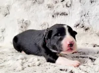 Balto, a male Border Collie for sale in Avilla, IN – Photo 4 of 10