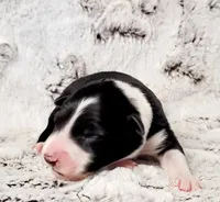 Balto, a male Border Collie for sale in Avilla, IN – Photo 3 of 10