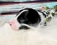 Balto, a male Border Collie for sale in Avilla, IN – Photo 2 of 10