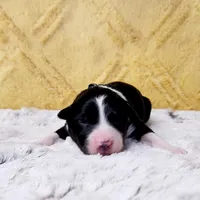Balto, a male Border Collie for sale in Avilla, IN – Photo 5 of 10