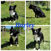 Balto, a male Border Collie for sale in Avilla, IN – Photo 10 of 10