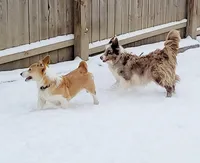 Kimber, a female Pembroke Welsh Corgi for sale in Avilla, IN – Photo 3 of 3