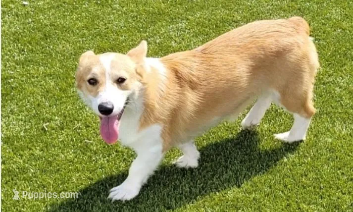 Kimber, a female Pembroke Welsh Corgi for sale in Avilla, IN – Photo 1 of 3