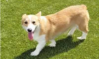 Kimber, a female Pembroke Welsh Corgi for sale in Avilla, IN – Photo 1 of 3
