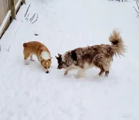 Kimber, a female Pembroke Welsh Corgi for sale in Avilla, IN – Photo 2 of 3