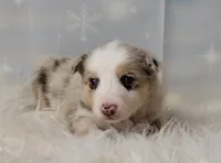 Frost, a female Border Collie for sale in Avilla, IN – Photo 2 of 8
