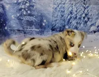 Frost, a female Border Collie for sale in Avilla, IN – Photo 5 of 8