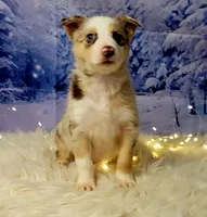 Frost, a female Border Collie for sale in Avilla, IN – Photo 4 of 8