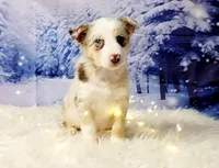 Frost, a female Border Collie for sale in Avilla, IN – Photo 8 of 8