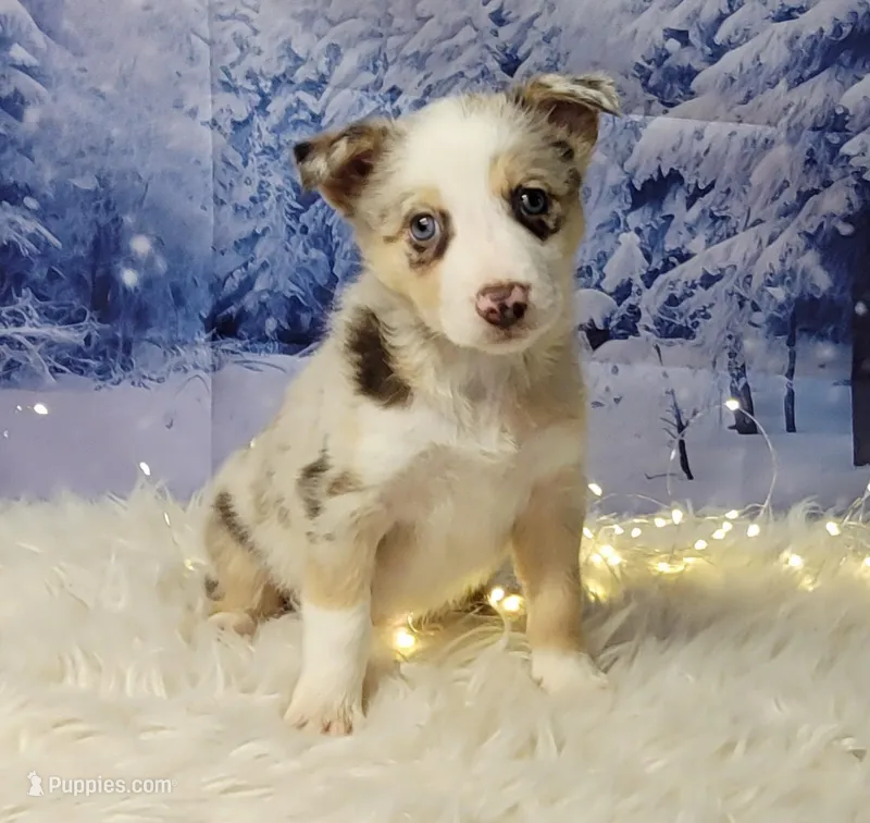 Frost, a female Border Collie for sale in Avilla, IN – Photo 1 of 8
