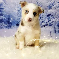 Frost, a female Border Collie for sale in Avilla, IN – Photo 6 of 8