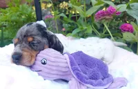 Maggie , a female Miniature Dachshund for sale in Saint Mary, MO – 7 of 7