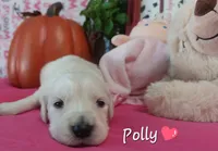 Polly, a female Golden Retriever for sale in Saint Mary, MO – 3 of 6