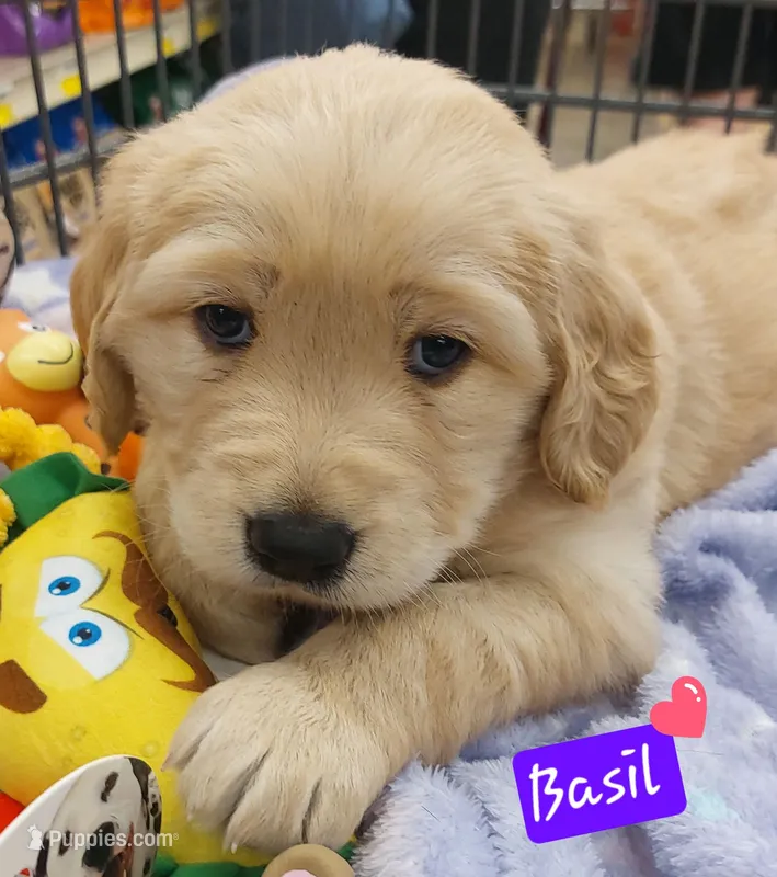 Basil – Golden Retriever puppy for sale in Saint Mary, MO