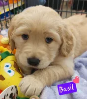 Basil, a female Golden Retriever for sale in Saint Mary, MO – 1 of 6