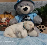 Paddington, a male English Cream Golden Retriever for sale in Saint Mary, MO – 3 of 8