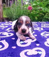 Little ann, a female Miniature Dachshund for sale in Saint Mary, MO – 2 of 4