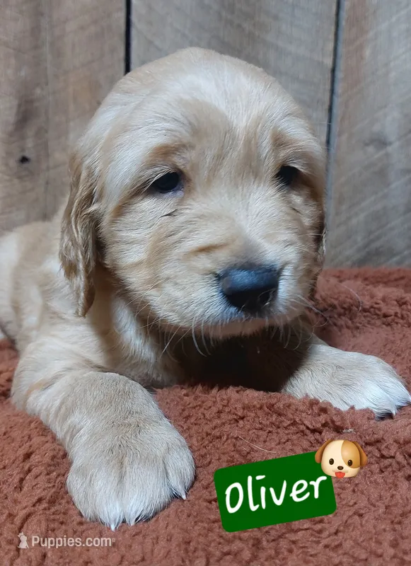 Oliver – Golden Retriever puppy for sale in Saint Mary, MO