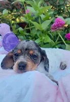 Maggie , a female Miniature Dachshund for sale in Saint Mary, MO – 2 of 7