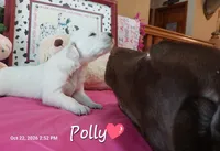 Polly, a female Golden Retriever for sale in Saint Mary, MO – 2 of 6