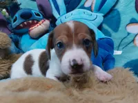 Biscuit, a male Miniature Dachshund for sale in Saint Mary, MO – 3 of 8