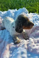 Maggie , a female Miniature Dachshund for sale in Saint Mary, MO – 6 of 7