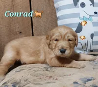 Conrad, a male Golden Retriever for sale in Saint Mary, MO – 2 of 4