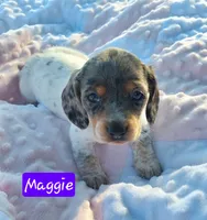 Maggie , a female Miniature Dachshund for sale in Saint Mary, MO – 3 of 7