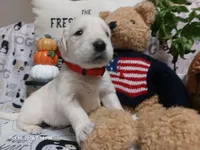 Doc, a male English Cream Golden Retriever for sale in Saint Mary, MO – 5 of 10