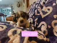 Little ann, a female Miniature Dachshund for sale in Saint Mary, MO – 3 of 4