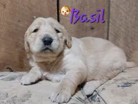Basil, a female Golden Retriever for sale in Saint Mary, MO – 5 of 6