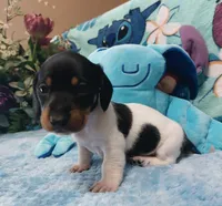S'mores, a male Miniature Dachshund for sale in Saint Mary, MO – 3 of 8